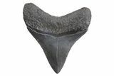 Posterior Fossil Megalodon Tooth - South Carolina #299639-1